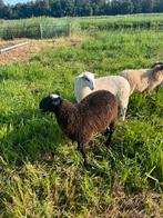 Schoonebeker rammen, Dieren en Toebehoren, Schapen, Geiten en Varkens, Mannelijk, Schaap