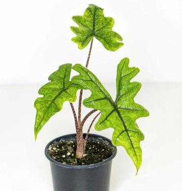 Alocasia Jacklyn baby plantje beschikbaar voor biedingen