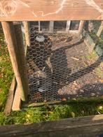 Franse hangoor met hok, Dieren en Toebehoren, Konijnen, Vrouwelijk, Groot, Hangoor