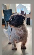 Oppas adres gezocht, Ophalen of Verzenden, Metaal, Vogelkooi