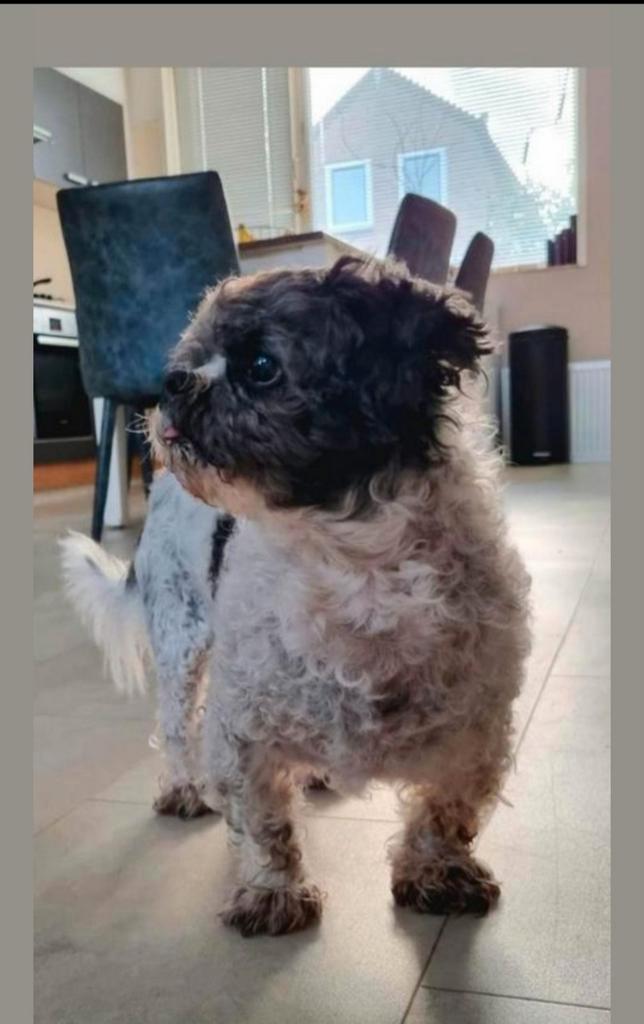 Oppas adres gezocht, Dieren en Toebehoren, Vogels | Hokken en Kooien, Vogelkooi, Metaal, Ophalen of Verzenden