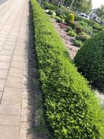 Buxus vervanger!!!  Lonicera 'Maigrun' HET BESTE SOORT!!!, Ophalen, Buxus, Haag, Minder dan 100 cm