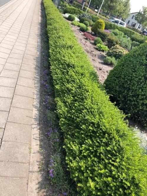 Buxus vervanger!!!  Lonicera 'Maigrun' HET BESTE SOORT!!!, Tuin en Terras, Planten | Struiken en Hagen, Haag, Buxus, Minder dan 100 cm
