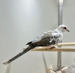 Bonte diamantduifjes koppel, Meerdere dieren