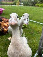 Goed huis voor tamme muskuseenden, Dieren en Toebehoren, Pluimvee, Meerdere dieren, Eend