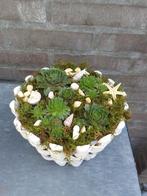 Bloembakje met vetplantjes, Tuin en Terras, Ophalen, Minder dan 30 cm, Rond, Zo goed als nieuw
