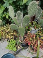 Grote Opuntia cactus, schijfcactus uit Tunesië, Ophalen, Cactus, Minder dan 100 cm