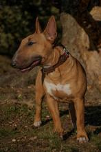 Miniatuur bull terrier teefje, Dieren en Toebehoren, Honden | Jack Russells en Terriërs, Bull Terriër, CDV (hondenziekte), Teef