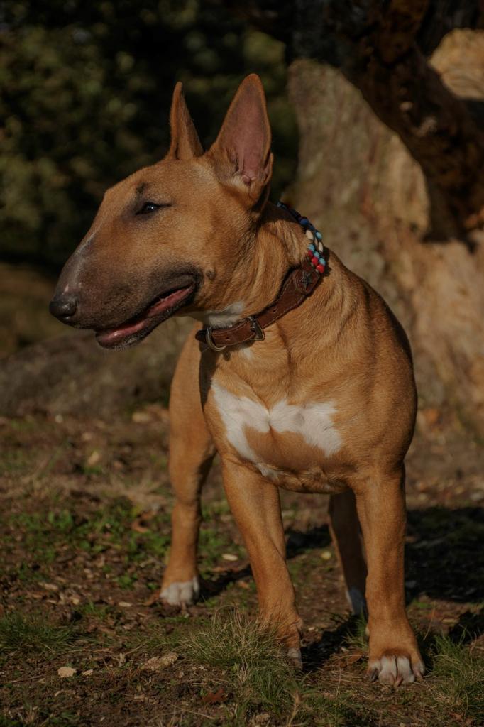 Miniatuur bull terrier teefje, Dieren en Toebehoren, Honden | Jack Russells en Terriërs, Teef, Bull Terriër, Particulier, Eén hond