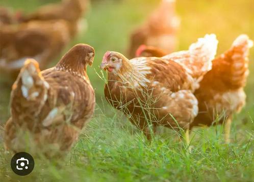 Eieren van leg kippen verschillende kleuren ook broedeieren, Dieren en Toebehoren, Pluimvee, Kip, Geslacht onbekend