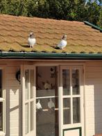 Eng nonduiven 2 koppels zijn dun kleur, Dieren en Toebehoren, Vogels | Duiven, Meerdere dieren