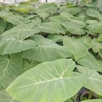 Tayerblad plantjes, Tuin en Terras, Planten | Tuinplanten, Ophalen, Volle zon, Groenteplanten, Eenjarig