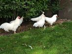 Prachtige toom schijndelaar misschien ruilen en mee  tenemen, Meerdere dieren, Kip