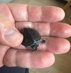 Kleine baby schildpadjes, muskusschildpad., Dieren en Toebehoren, Reptielen en Amfibieën, Schildpad, 0 tot 2 jaar