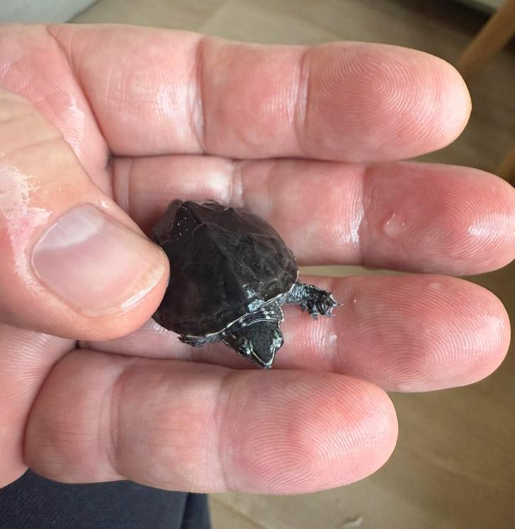 Kleine baby schildpadjes, muskusschildpad., Dieren en Toebehoren, Reptielen en Amfibieën, Schildpad, 0 tot 2 jaar