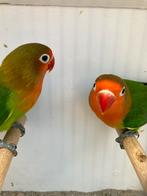 Wildkleur fischeri, Dieren en Toebehoren, Vogels | Parkieten en Papegaaien, Meerdere dieren, Dwergpapegaai of Agapornis, Geringd