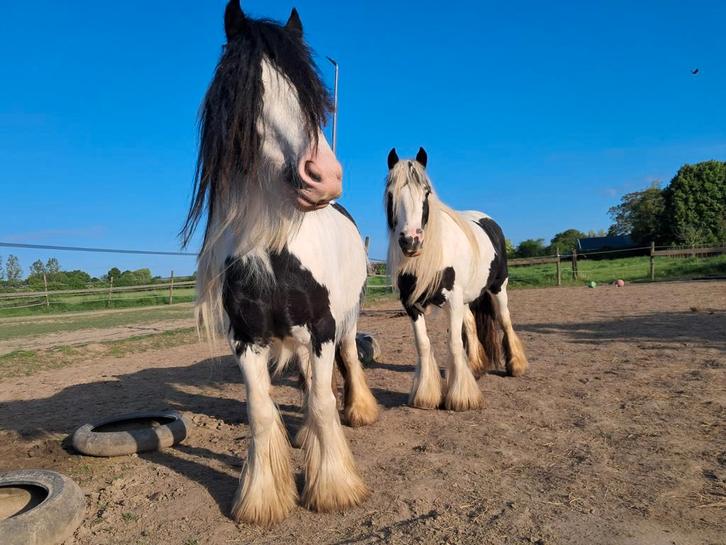 2 lieve mini tinker merries, Dieren en Toebehoren, Pony's, Merrie, Onbeleerd, C pony (1.27m tot 1.37m), Gechipt, Ontwormd, Ingeënt