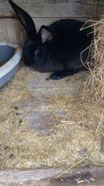 Vlaams Duitse reus, Dieren en Toebehoren, Konijnen, Meerdere dieren, Groot