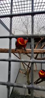 Lori, Meerdere dieren, Parkiet