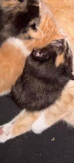 Kittens te koop, Dieren en Toebehoren, Katten en Kittens | Overige Katten, Meerdere dieren, Langharig, 0 tot 2 jaar