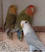 Agapornis roseicollis losse vogels of om koppels te maken, Dieren en Toebehoren, Vogels | Parkieten en Papegaaien, Meerdere dieren