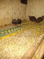 Kwartels, Dieren en Toebehoren, Pluimvee, Meerdere dieren, Overige soorten