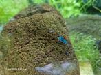 Blauwe garnalen | Neocaridina garnalen | bluedream, Kreeft, Krab of Garnaal, Zoetwatervis, Schoolvis