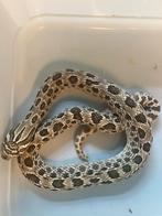 Haakneus hetrodon nasicus, Slang, 0 tot 2 jaar