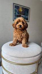 Premium maltipoo f2 teefje pup, Particulier, Rabiës (hondsdolheid), Overige rassen, 8 tot 15 weken