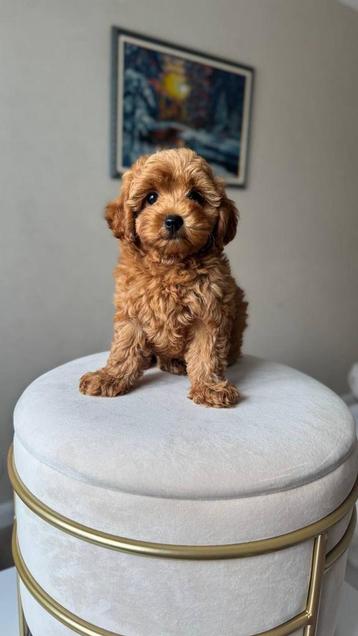 Premium maltipoo f2 teefje pup beschikbaar voor biedingen