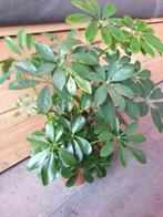 Kamerplant Schefflera arboricota "Nora, Ophalen, Overige soorten, Minder dan 100 cm