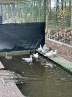 Eenden ganzen zwanen siereenden watervogels, Dieren en Toebehoren, Pluimvee, Meerdere dieren, Gans of Zwaan