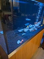 Oase aquarium half jaar oud zo goed als nieuw  kraak helder, Dieren en Toebehoren, Ophalen, Zo goed als nieuw, Leeg aquarium
