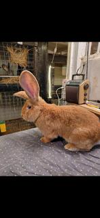 Ras echte gele vlaamse reuzen, Dieren en Toebehoren, Meerdere dieren, Groot