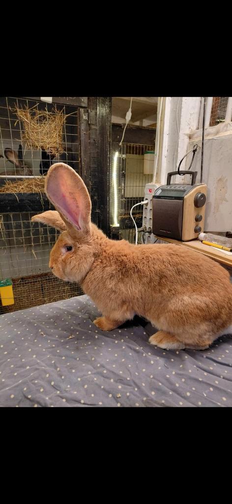 Ras echte gele vlaamse reus, Dieren en Toebehoren, Konijnen, Groot, Meerdere dieren
