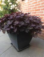 Klaver ( Geluk’s klaver groot), Ophalen of Verzenden, Nieuw, Buiten