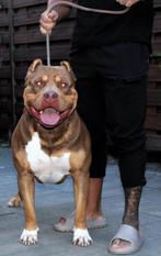 American bully XL - Dekreu - Mr. Choco uit Canada -CHOCO tri, Particulier, Rabiës (hondsdolheid), 1 tot 2 jaar, Reu