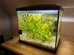 Leuk aquarium SuperFish Start 50 (40 liter), Dieren en Toebehoren, Ophalen, Zo goed als nieuw, Gevuld zoetwateraquarium