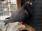 Koppel spaanse import valenciano s, Meerdere dieren, Kropper