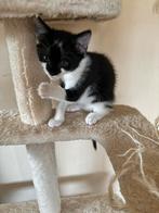 4 kittens. 3 vrouwtjes 1 mannetje., Meerdere dieren