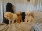 Maltipoo pups, Dieren en Toebehoren, Honden | Chihuahua's en Gezelschapshonden, Rabiës (hondsdolheid), Overige rassen, 8 tot 15 weken