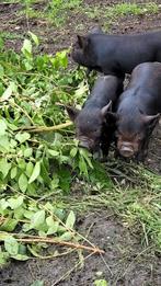 Biggetje kunekune, Dieren en Toebehoren, Schapen, Geiten en Varkens, Meerdere dieren, Varken
