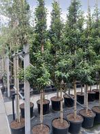 Groenblijvende bomen portugese laurieren prunus brenelia, Tuin en Terras, Planten | Bomen, Halfschaduw, Overige soorten, 250 tot 400 cm