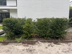 Taxus (10 stuks, 90cm hoog), Tuin en Terras, Haag, Minder dan 100 cm, Taxus, Ophalen