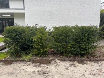 Taxus (10 stuks, 90cm hoog)