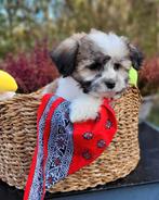 Leuke boomer pups te koop!, Parvo, Overige rassen, 8 tot 15 weken, Meerdere