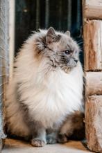 Prachtige ragdoll dekkater. Stamboom, DNA, echo getest, Dieren en Toebehoren, Katten en Kittens | Dekkaters