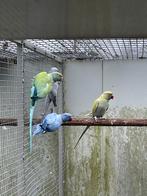 Koppel opaline Halsbanden, Dieren en Toebehoren, Vogels | Parkieten en Papegaaien, Meerdere dieren, Parkiet