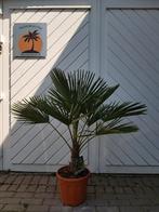 MOOIE DIKKE GOED GEWORTELDE WINTERHARDE TRACHYCARPUS PALMEN, Tuin en Terras, Ophalen of Verzenden, 100 tot 250 cm, Zomer, Palmboom