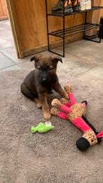 Lieve pup zoek goed huisje, CDV (hondenziekte), 8 tot 15 weken, Teef, Eén hond